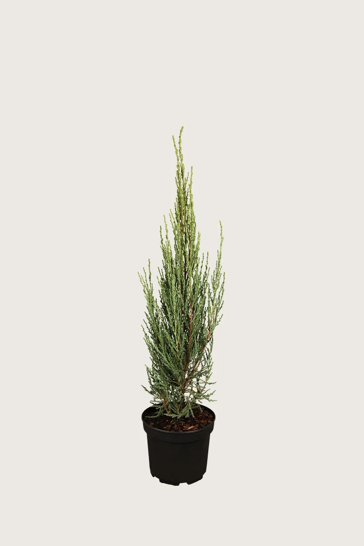 Kalliovuortenkataja Blue Arrow 60cm Hyvin tuuhea | Plantinavia