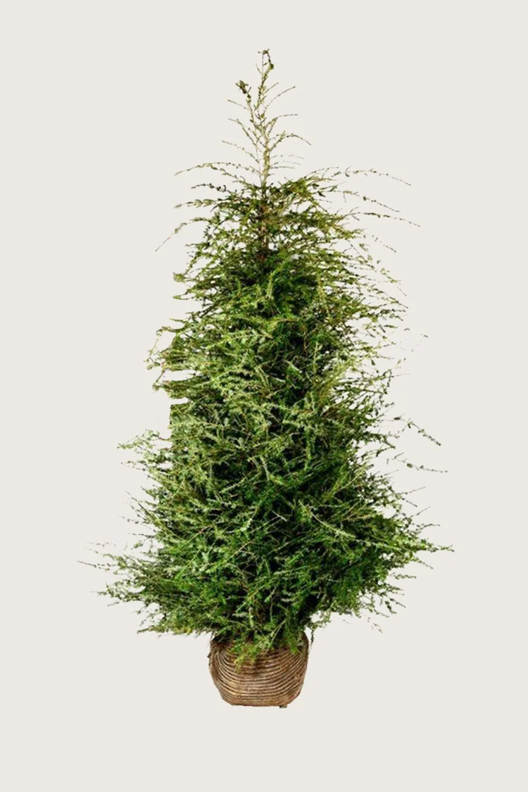 Kanadanhemlokki 225cm Hyvin tuuhea | Plantinavia