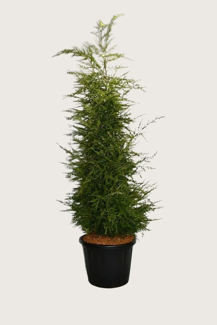 Kanadanhemlokki 200cm Hyvin tuuhea | Plantinavia