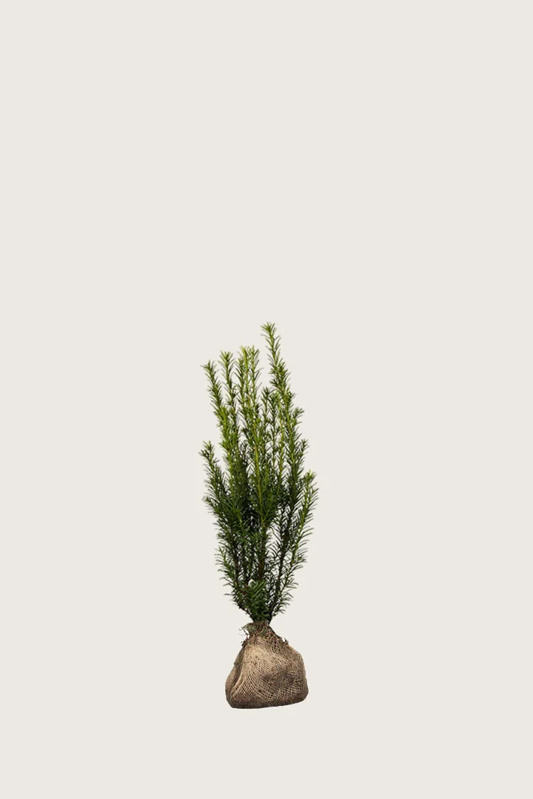 Kartiomarjakuusi 'Groenland' 40cm Hyvin tuuhea | Plantinavia