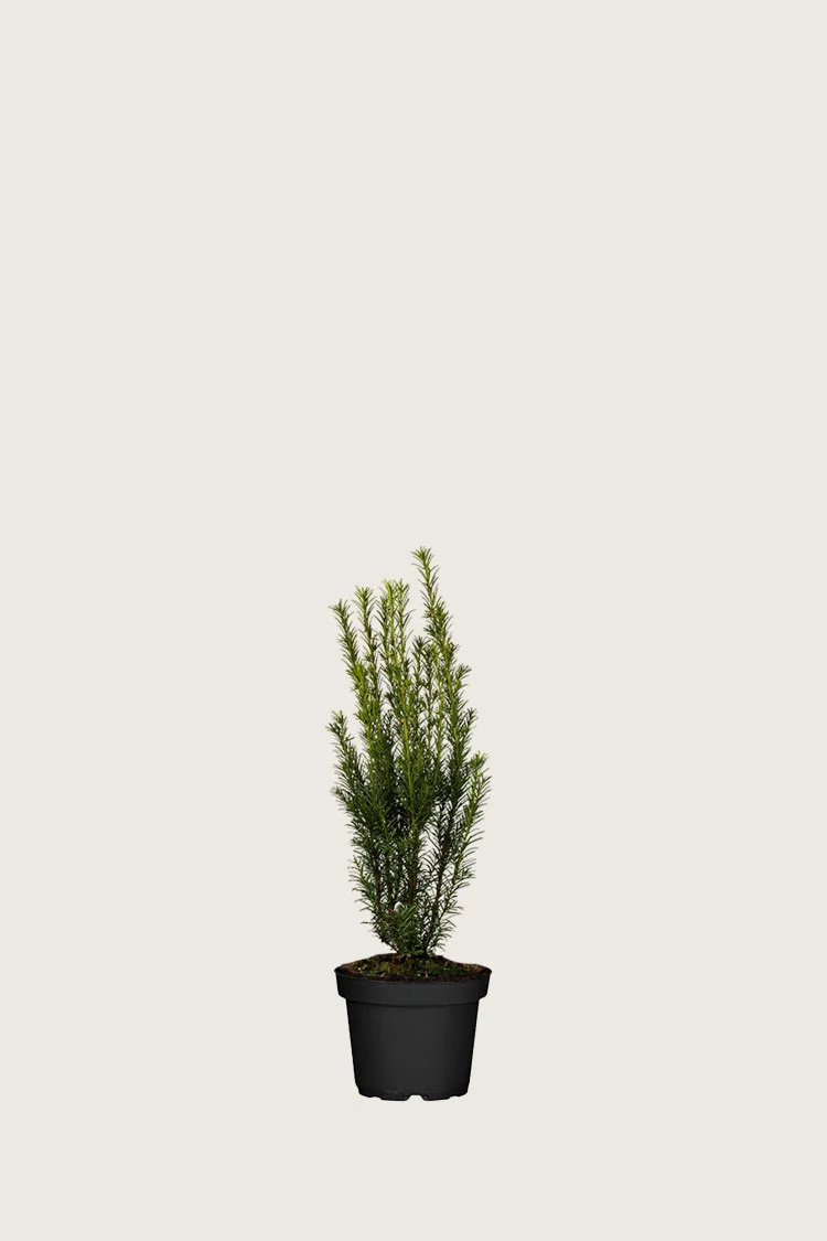 Kartiomarjakuusi 'Groenland' 20cm Tuuhea | Plantinavia