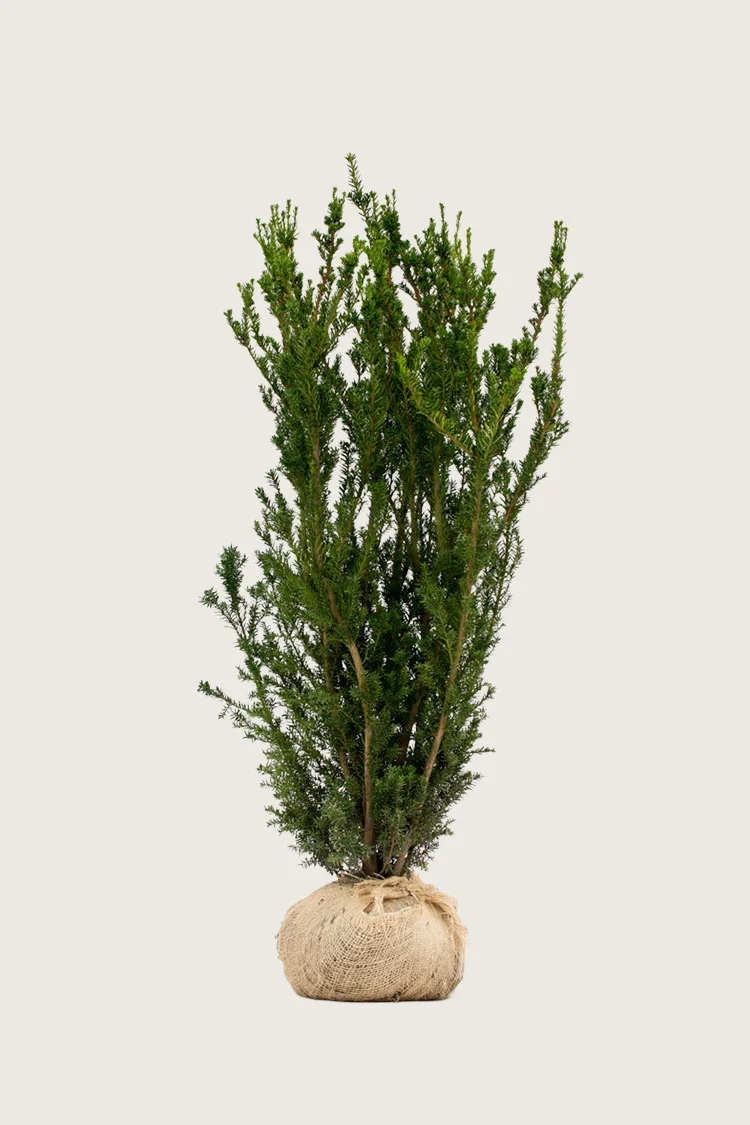 Kartiomarjakuusi Hicksii 200cm Hyvin tuuhea | Plantinavia
