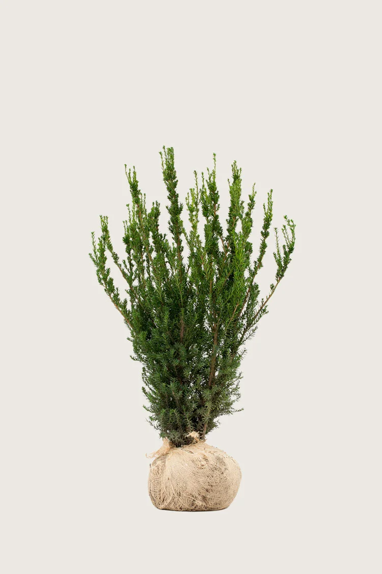 Kartiomarjakuusi Hicksii 60cm Hyvin tuuhea | Plantinavia