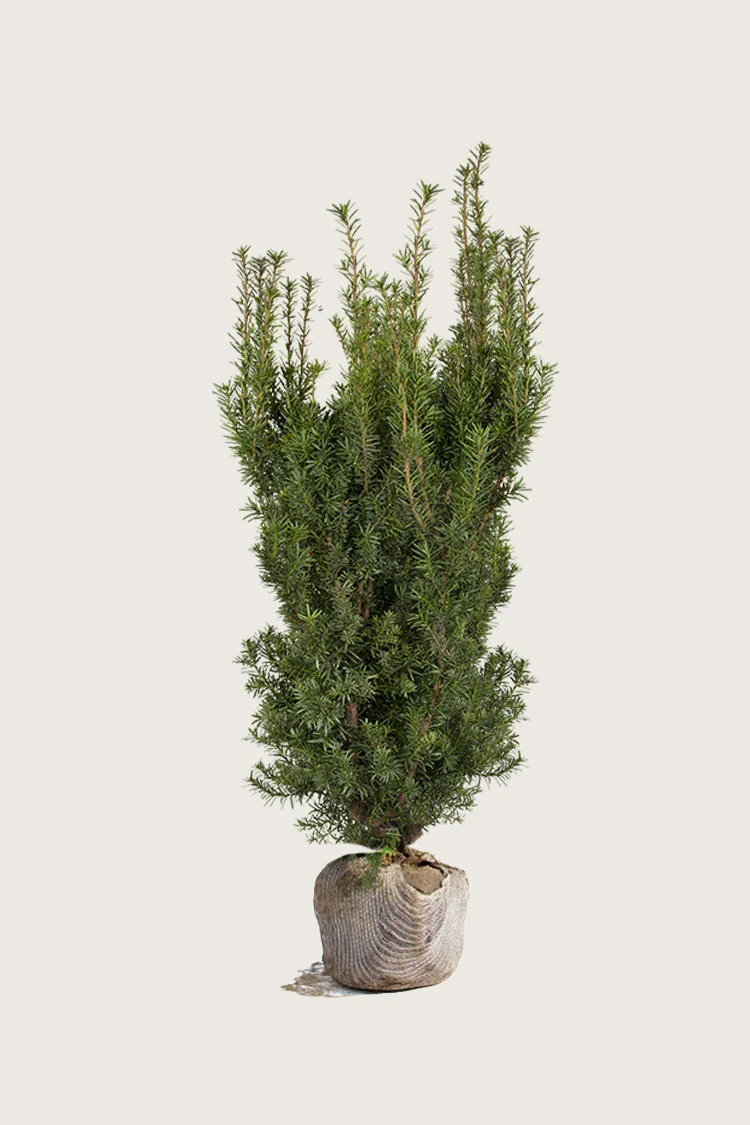 Kartiomarjakuusi Hicksii 175cm Tuuhea | Plantinavia