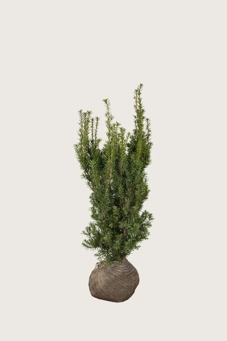 Kartiomarjakuusi Hicksii 80cm Tuuhea | Plantinavia