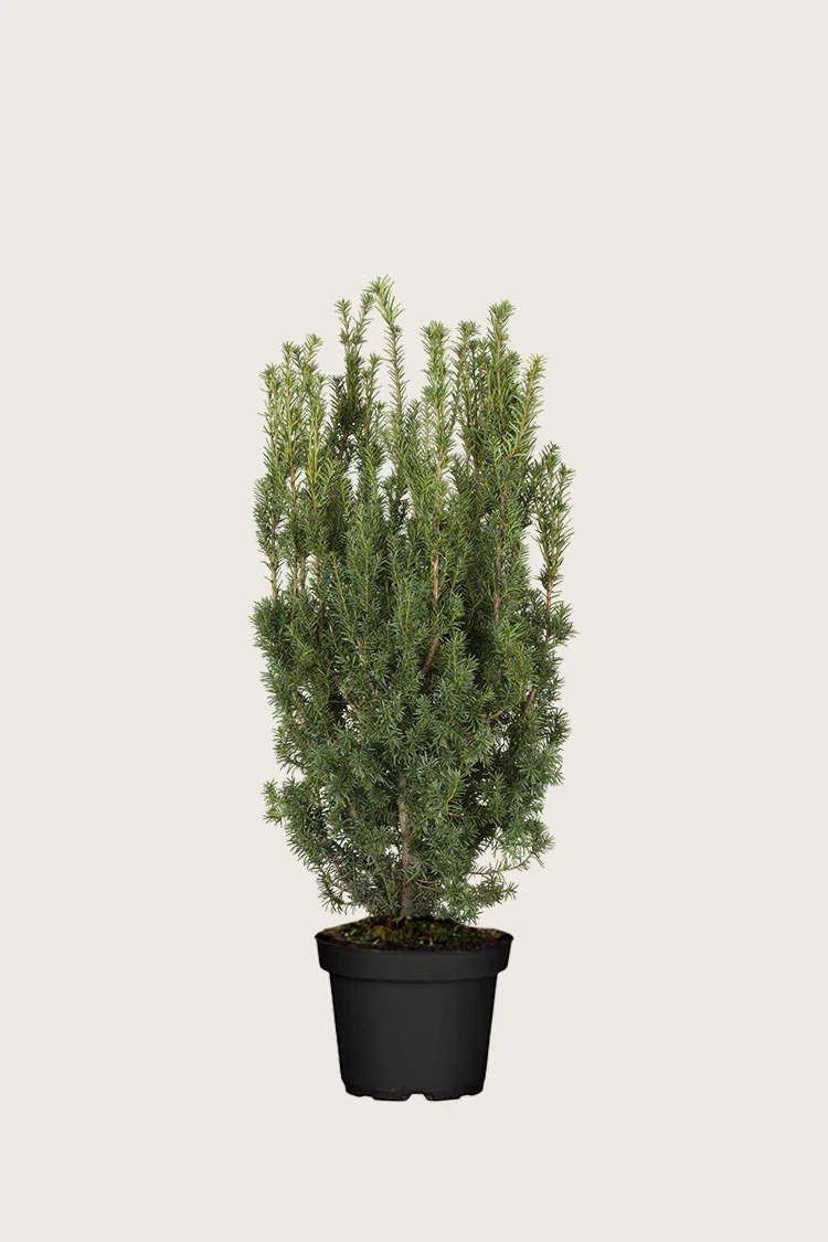 Kartiomarjakuusi Hicksii 100cm Hyvin tuuhea | Plantinavia