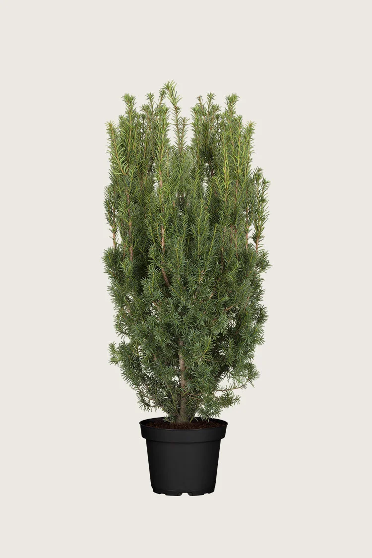 Kartiomarjakuusi Hicksii 125cm Hyvin tuuhea | Plantinavia