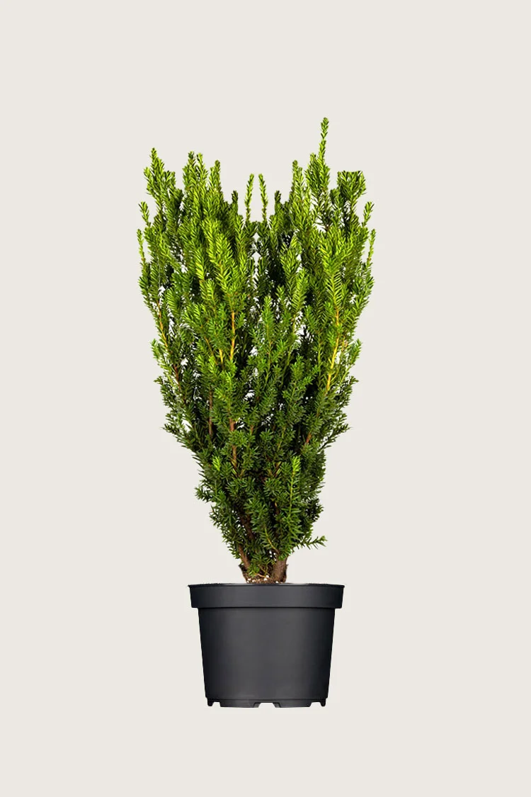 Kartiomarjakuusi Hicksii 100cm Tuuhea | Plantinavia
