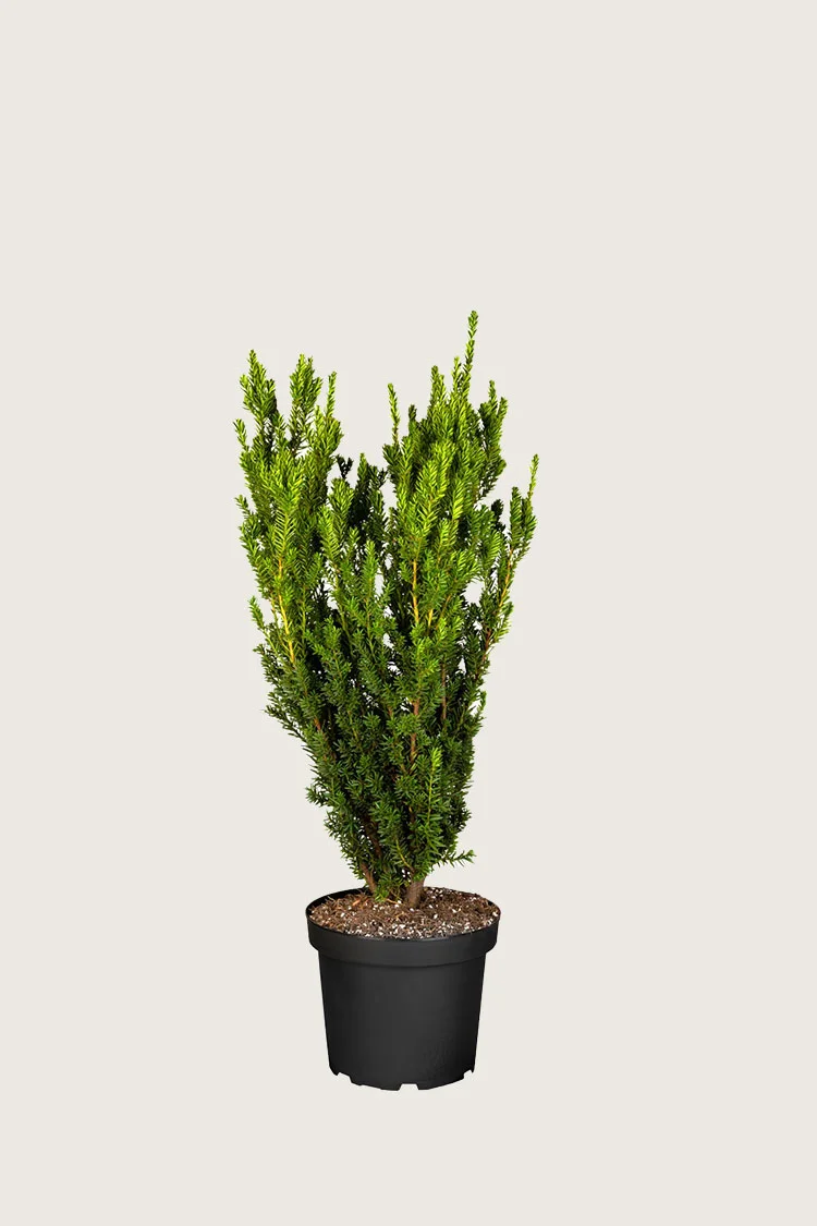 Kartiomarjakuusi Hicksii 80cm Tuuhea | Plantinavia