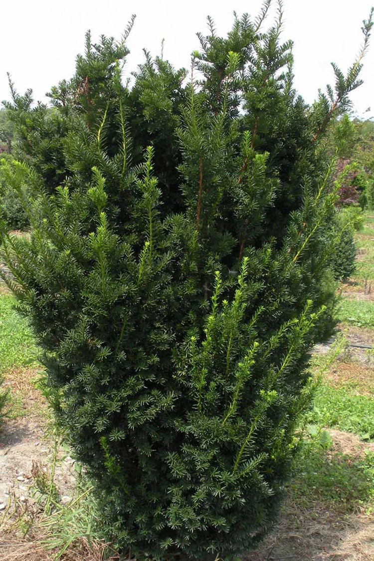 Kartiomarjakuusi Hicksii 125cm Hyvin tuuhea | Plantinavia