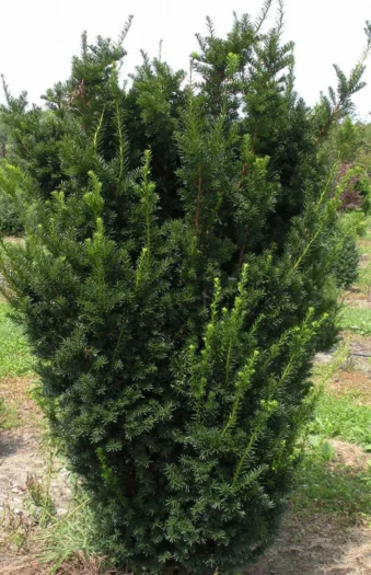 Kartiomarjakuusi Hicksii 175cm Hyvin tuuhea | Plantinavia