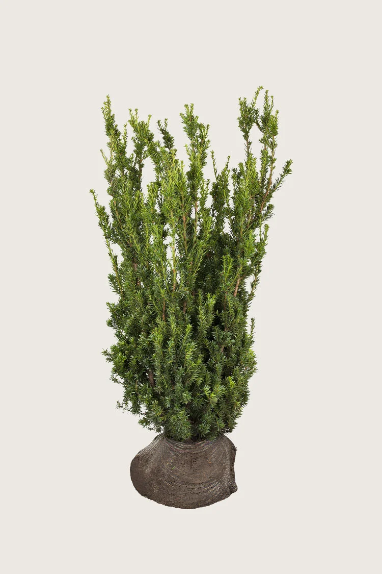 Kartiomarjakuusi Hillii 125cm Hyvin tuuhea | Plantinavia