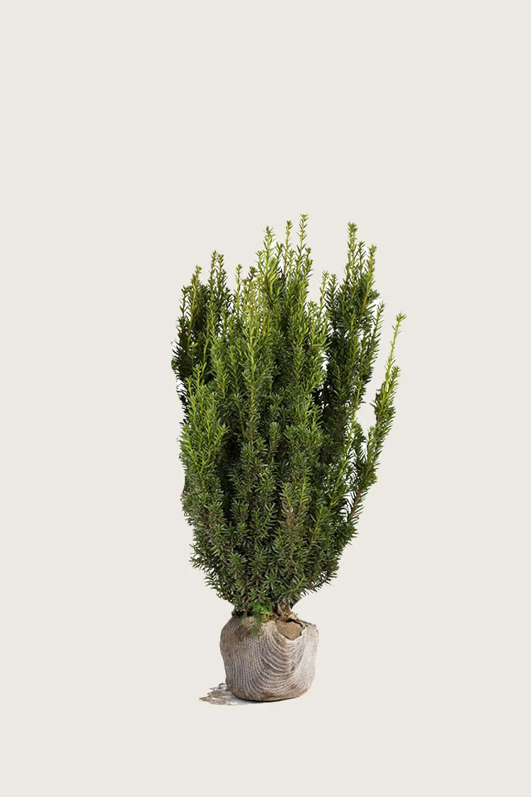 Kartiomarjakuusi Hillii 80cm Hyvin tuuhea | Plantinavia