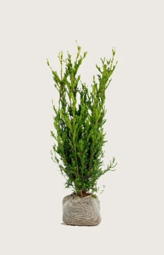 Kartiomarjakuusi Hillii 125cm Tuuhea | Plantinavia