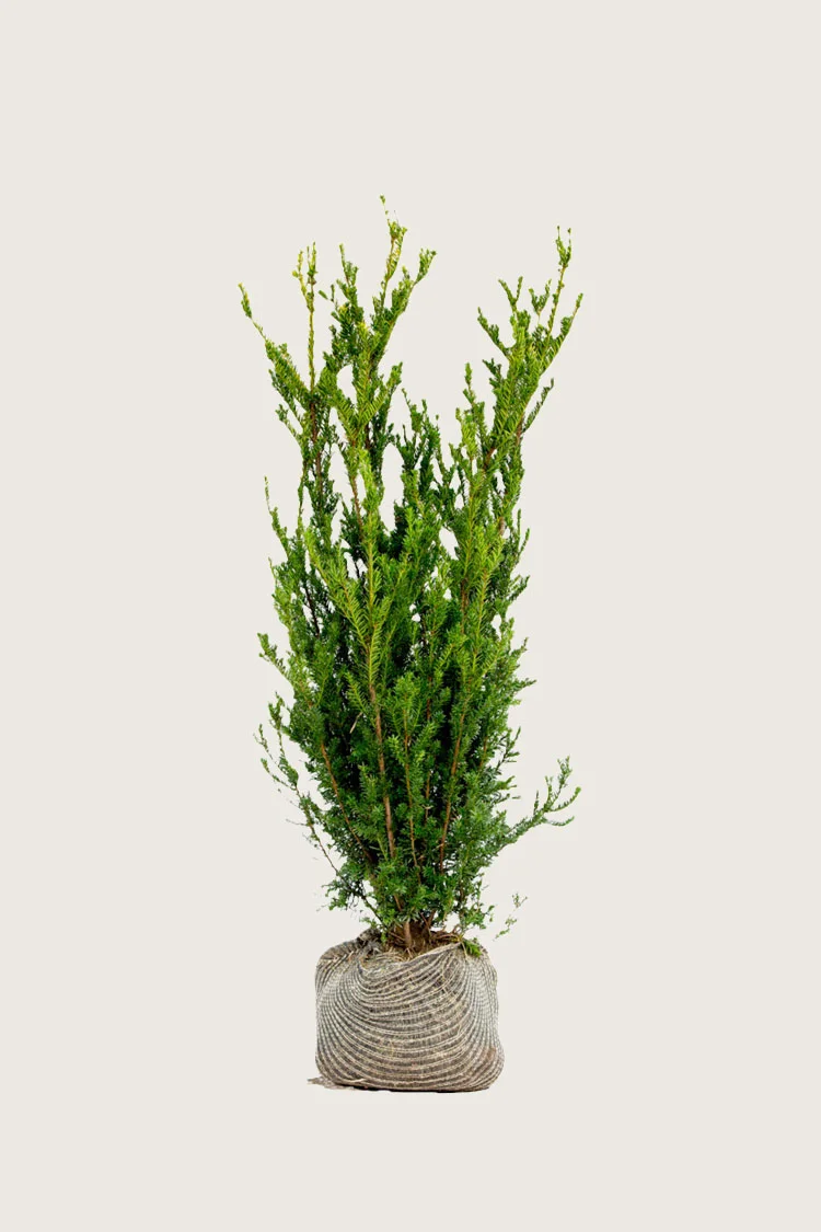 Kartiomarjakuusi Hillii 125cm Tuuhea | Plantinavia