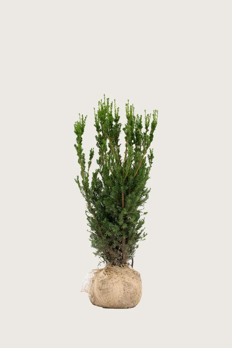 Kartiomarjakuusi Hillii 60cm Tuuhea | Plantinavia