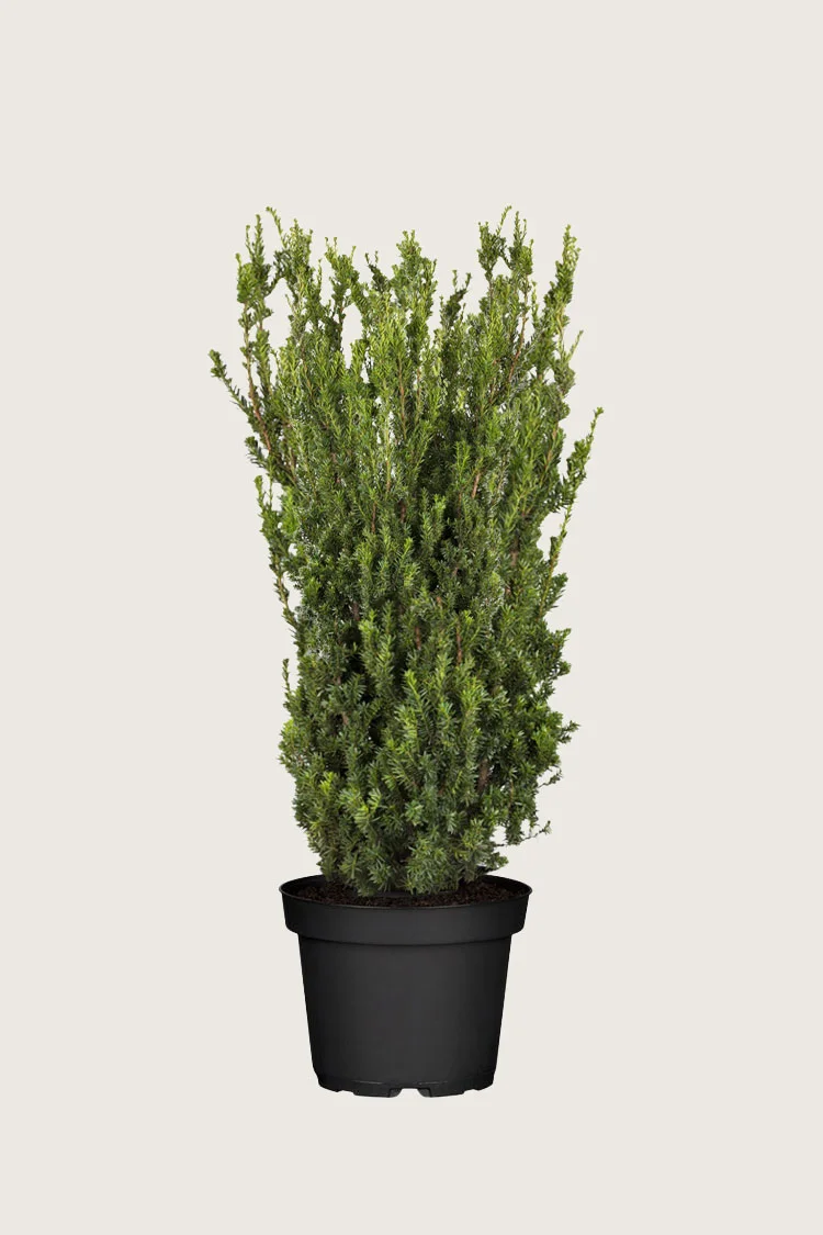 Kartiomarjakuusi Hillii 125cm Hyvin tuuhea | Plantinavia