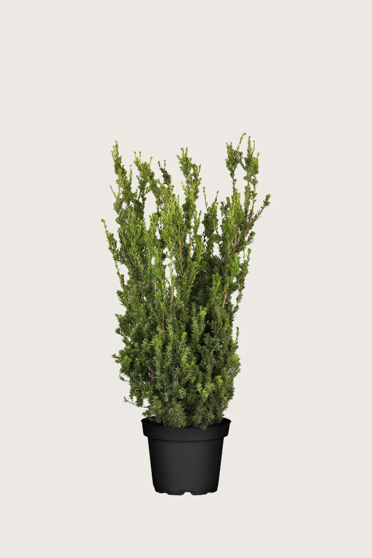 Kartiomarjakuusi Hillii 80cm Hyvin tuuhea | Plantinavia