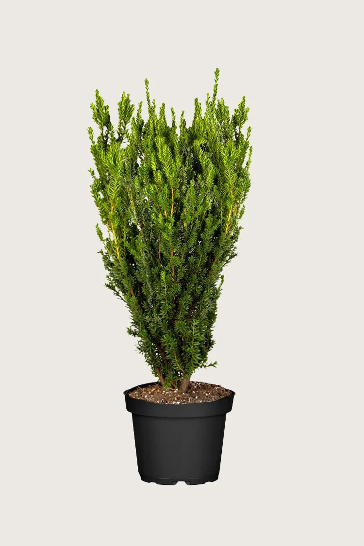 Kartiomarjakuusi Hillii 150cm Tuuhea | Plantinavia