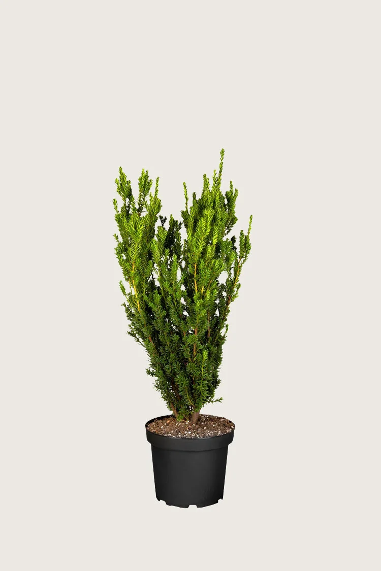 Kartiomarjakuusi Hillii 40cm Tuuhea | Plantinavia