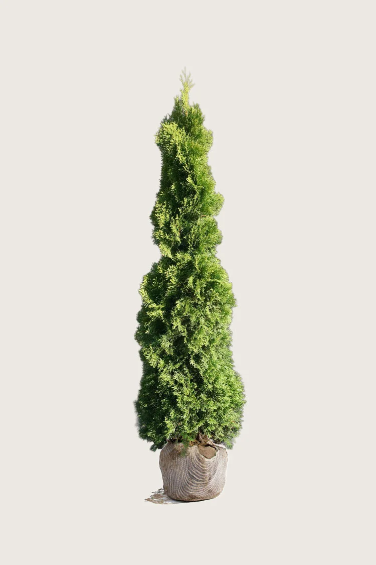 Kartiotuija Holmstrup 200cm Hyvin tuuhea | Plantinavia