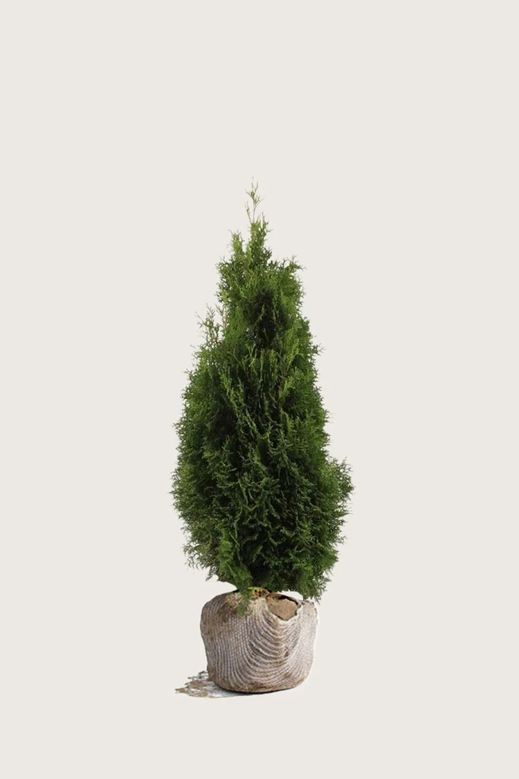 Kartiotuija Holmstrup 60cm Hyvin tuuhea | Plantinavia