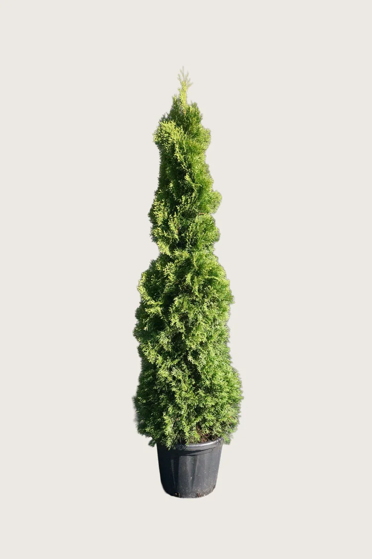 Kartiotuija Holmstrup 175cm Hyvin tuuhea | Plantinavia