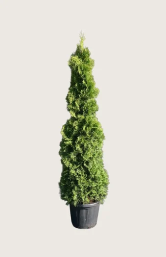 Kartiotuija Holmstrup 200cm Hyvin tuuhea | Plantinavia