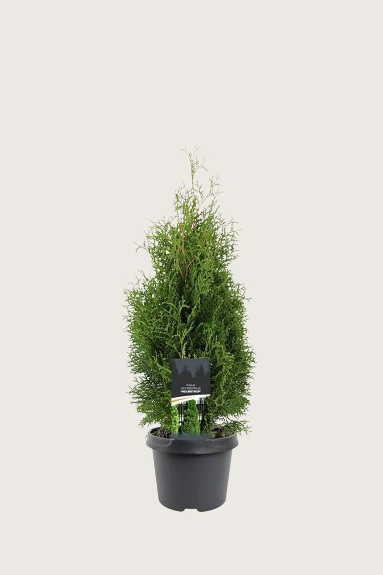 Kartiotuija Holmstrup 80cm Hyvin tuuhea | Plantinavia