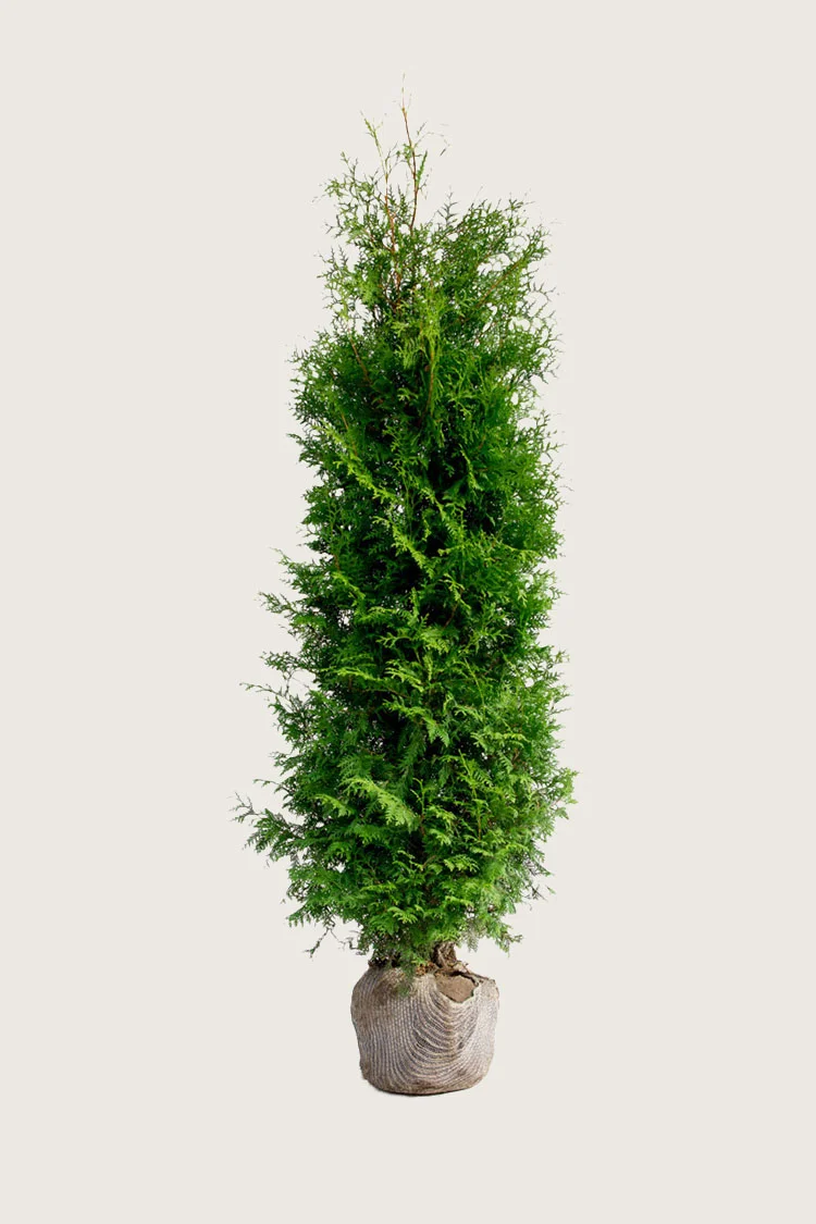 Kartiotuija 150cm Hyvin tuuhea | Plantinavia