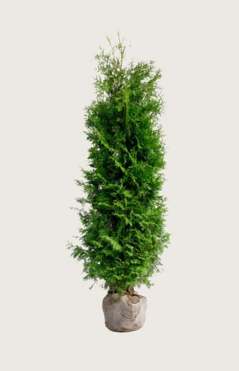 Kartiotuija 175cm Hyvin tuuhea | Plantinavia