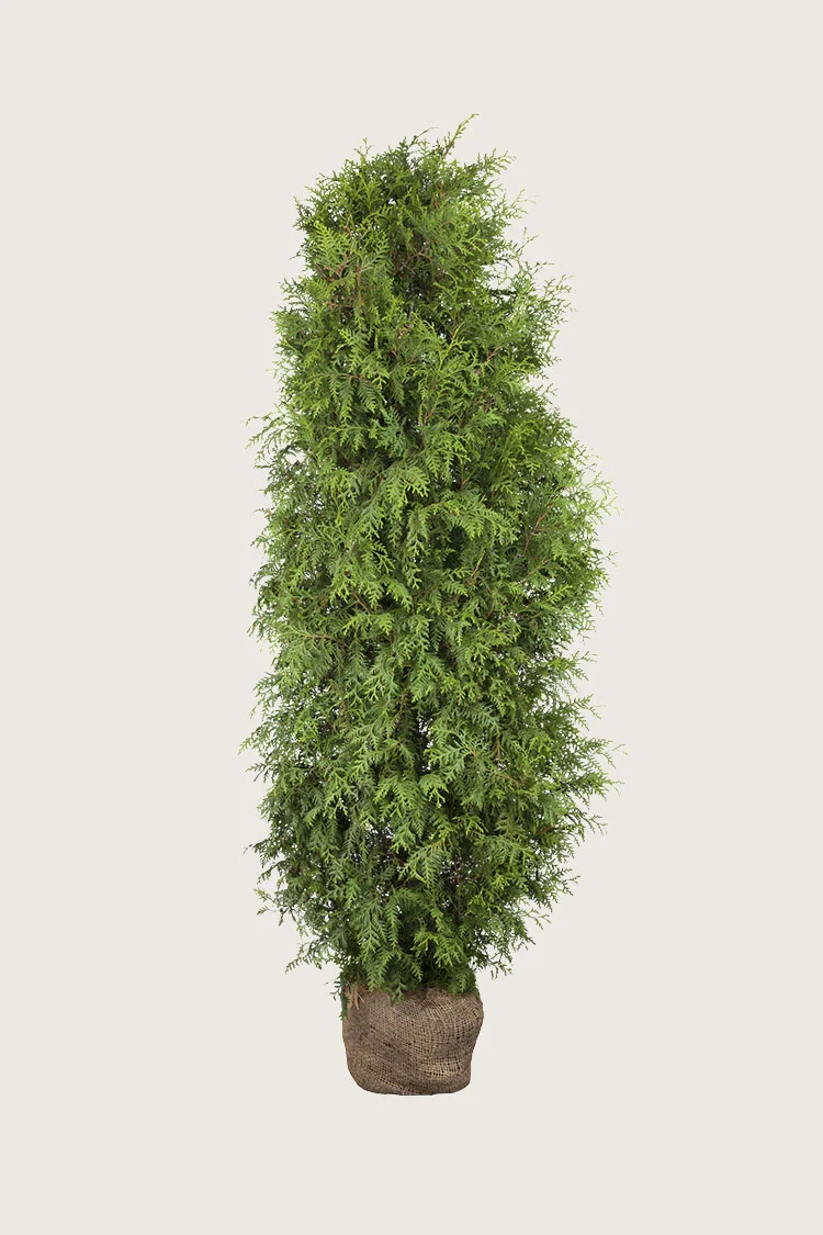 Kartiotuija 250cm Hyvin tuuhea | Plantinavia