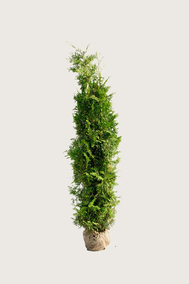 Kartiotuija 100cm Tuuhea | Plantinavia
