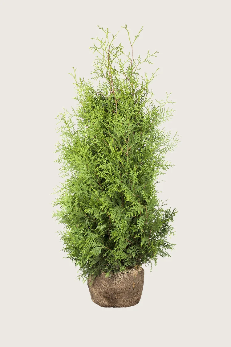 Kartiotuija 225cm Tuuhea | Plantinavia