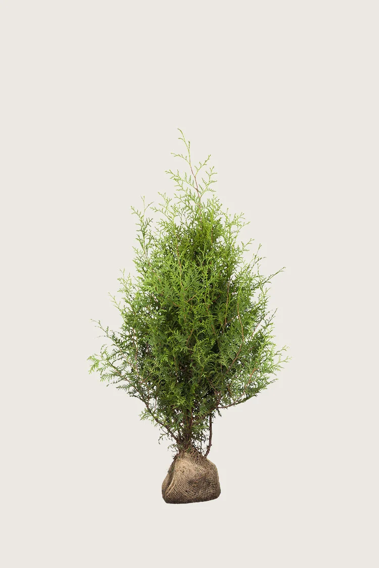 Kartiotuija 80cm Tuuhea | Plantinavia