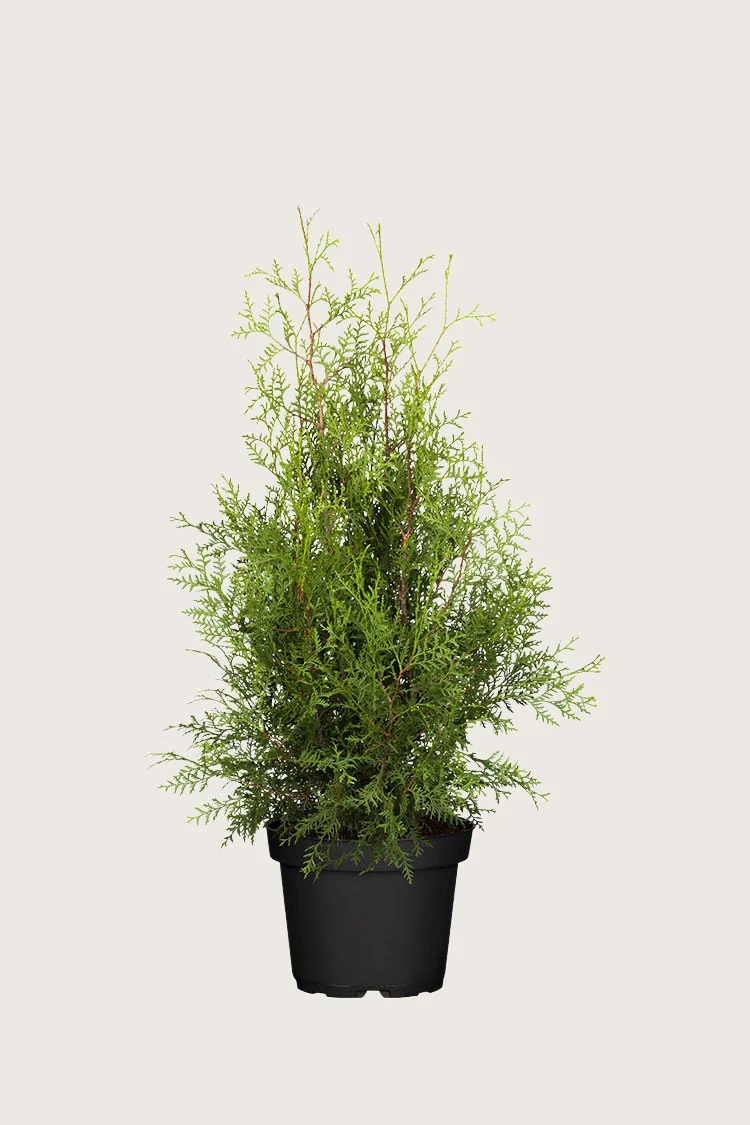 Kartiotuija 150cm Tuuhea | Plantinavia