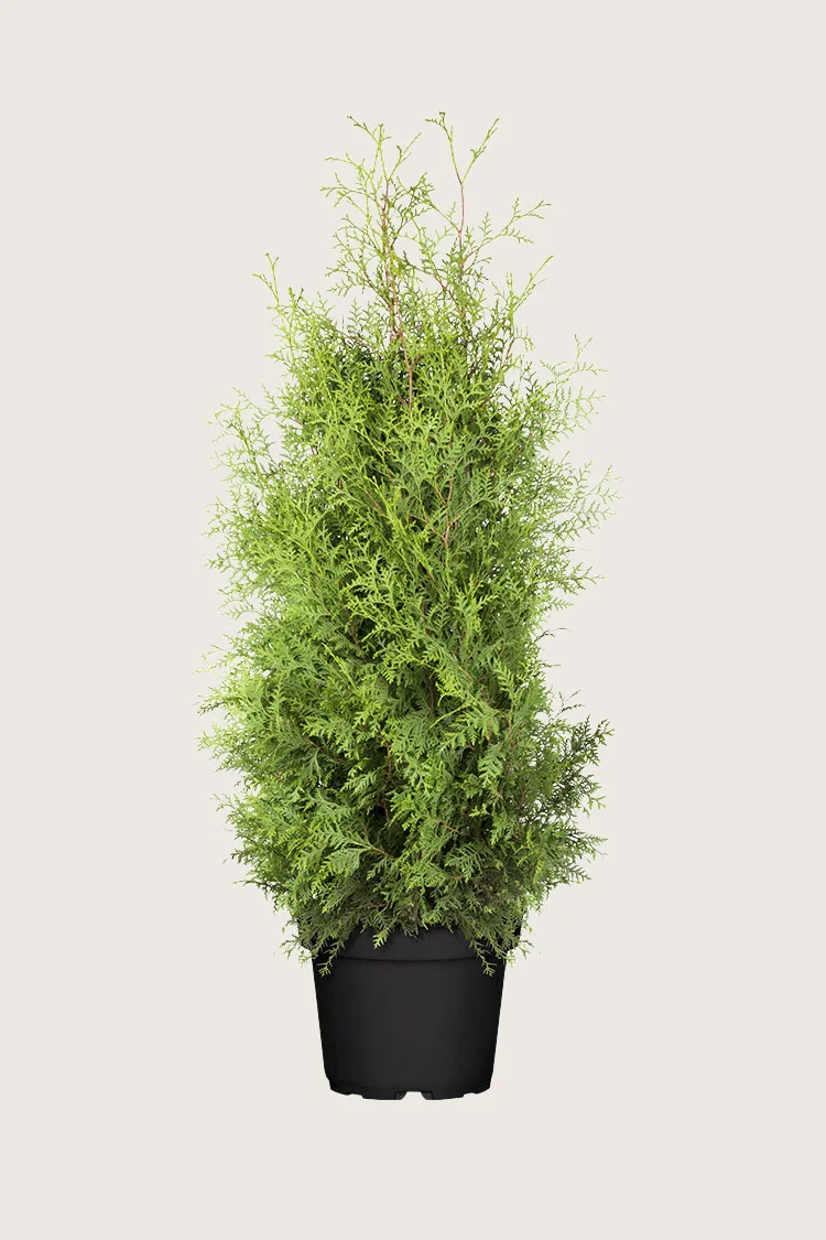 Kartiotuija 250cm Tuuhea | Plantinavia