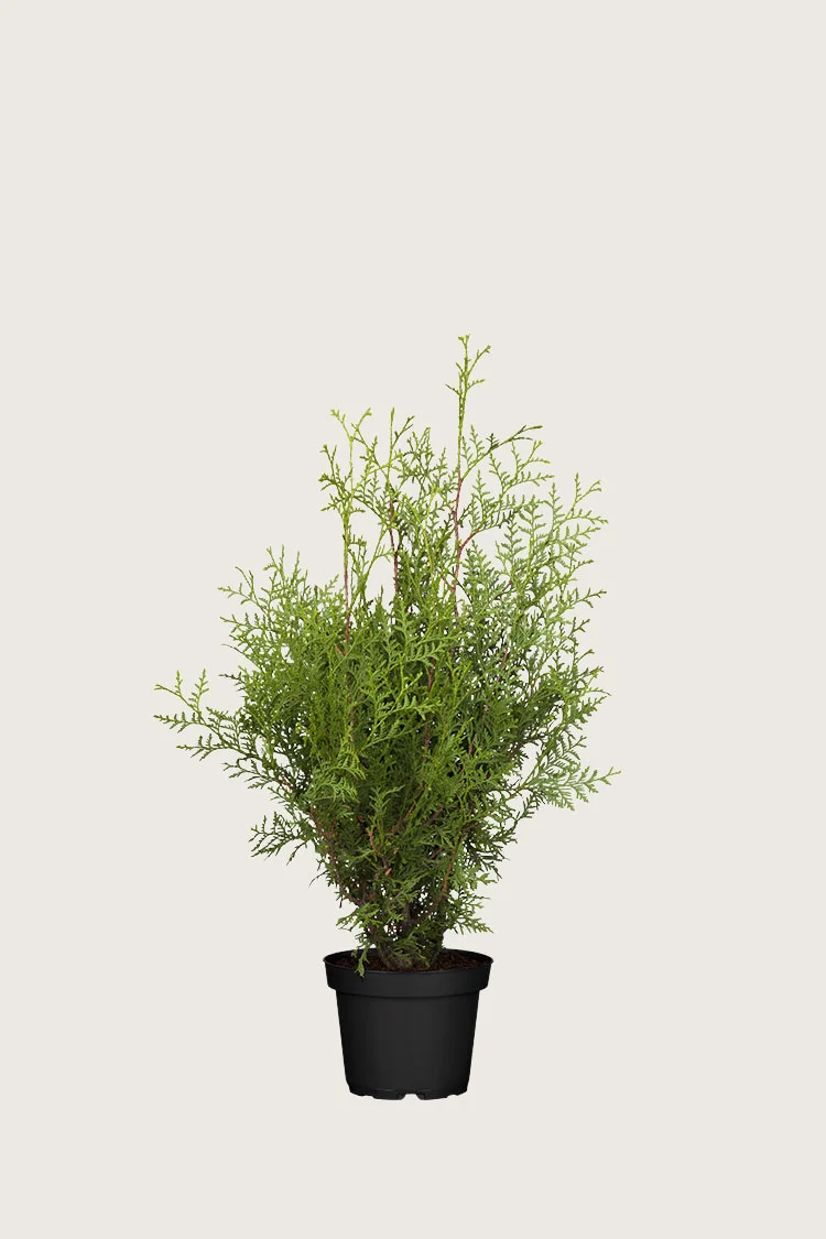 Kartiotuija 40cm Tuuhea | Plantinavia