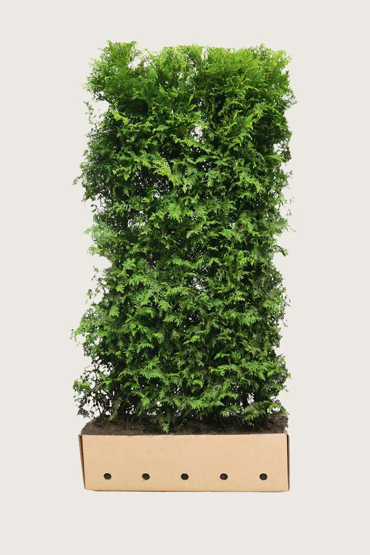 Kartiotuija 200cm Hyvin tuuhea | Plantinavia