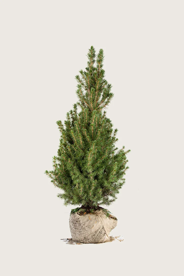Kartiovalkokuusi 125cm Hyvin tuuhea | Plantinavia