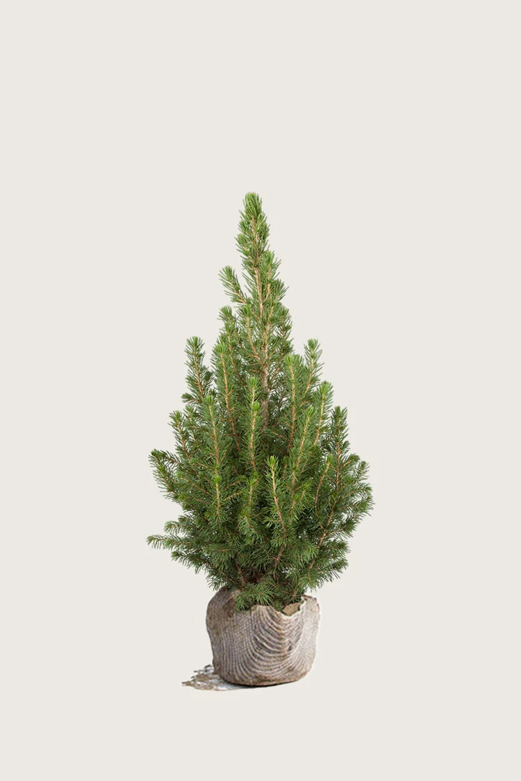 Kartiovalkokuusi 80cm Hyvin tuuhea | Plantinavia
