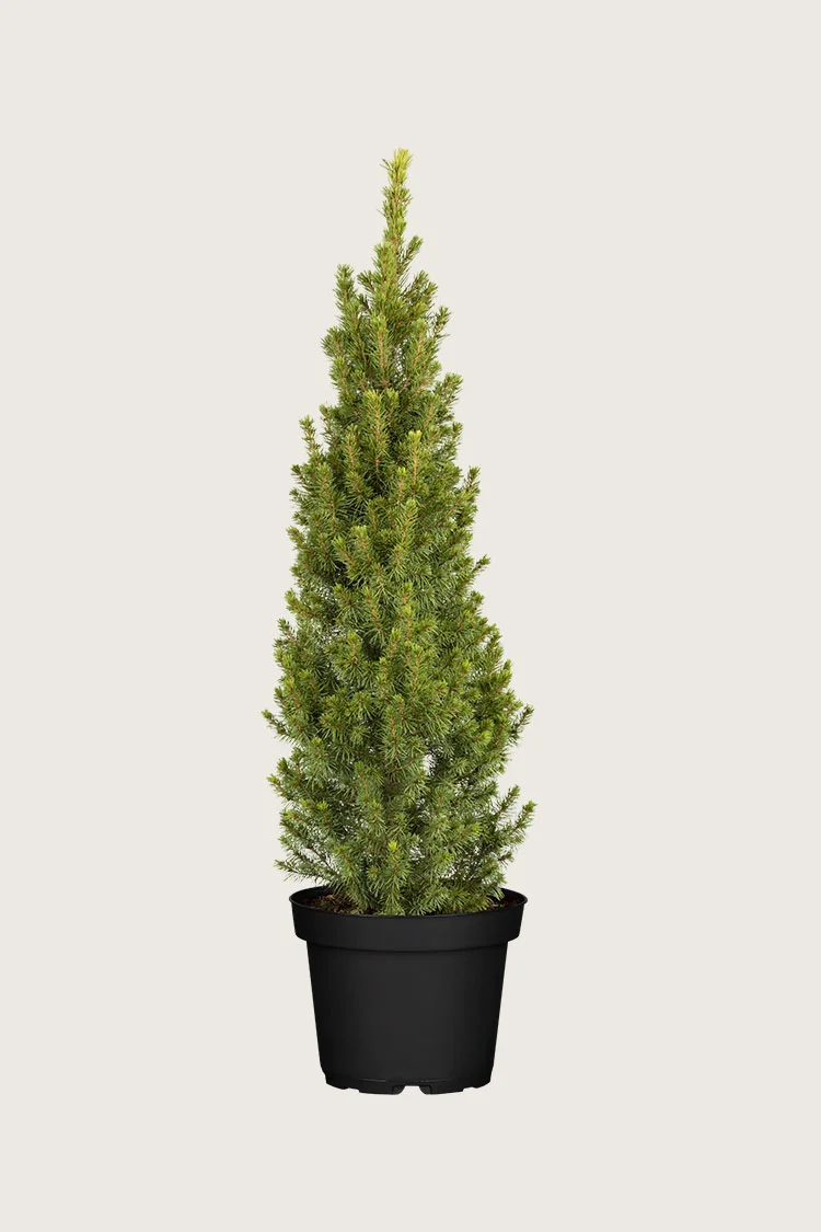 Kartiovalkokuusi 100cm Hyvin tuuhea | Plantinavia