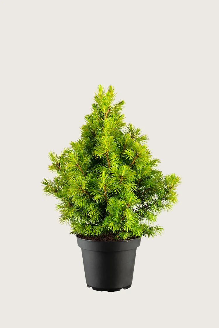 Kartiovalkokuusi 80cm Hyvin tuuhea | Plantinavia
