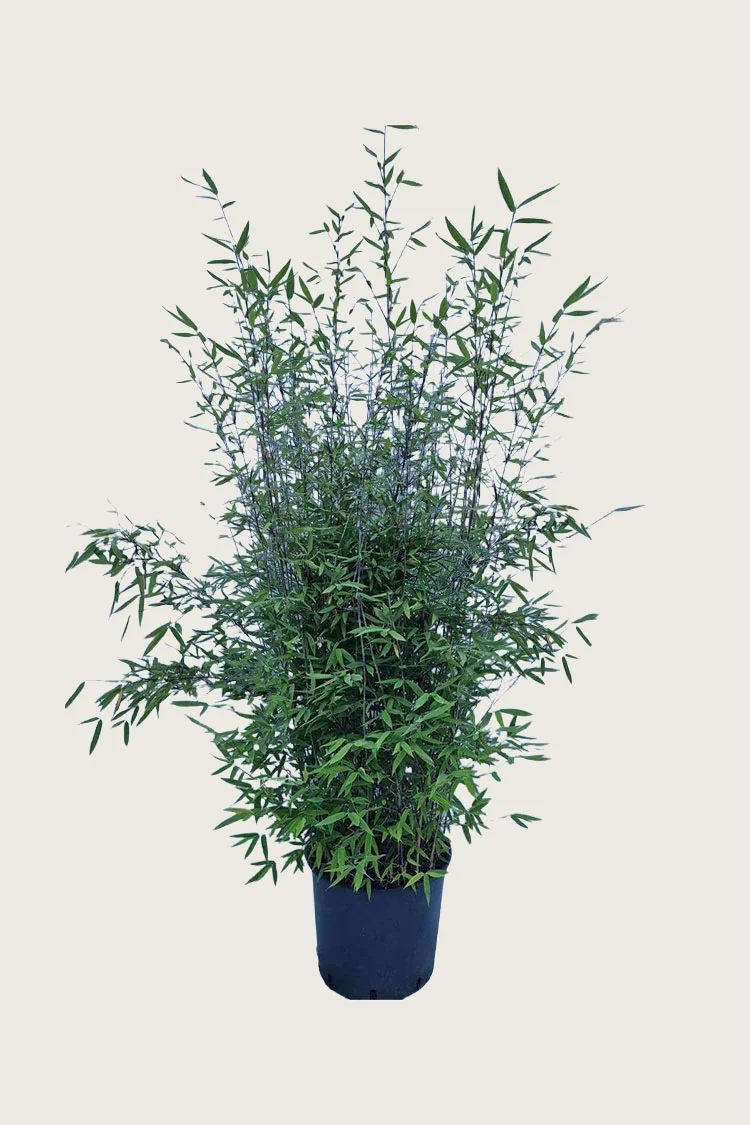 Kiiltoruokobambu Black Pearl 125cm Hyvin tuuhea | Plantinavia