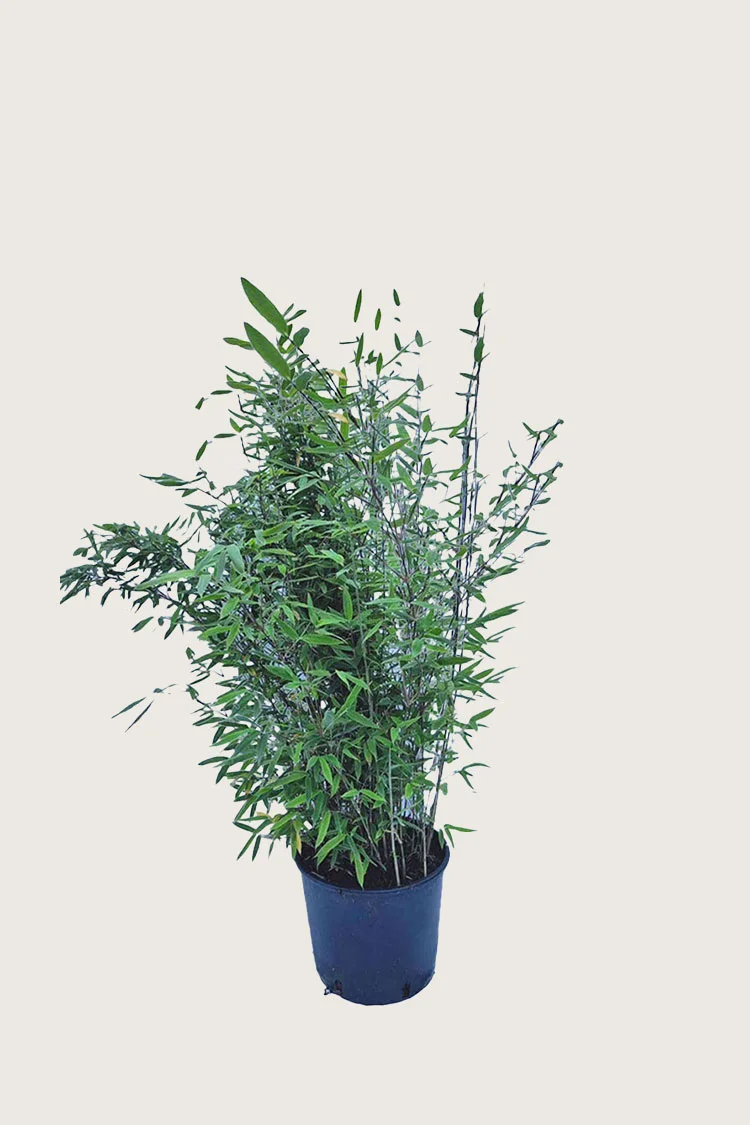 Kiiltoruokobambu Black Pearl 80cm Hyvin tuuhea | Plantinavia