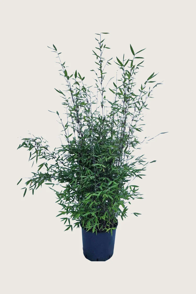 Kiiltoruokobambu Black Pearl 200cm Tuuhea | Plantinavia