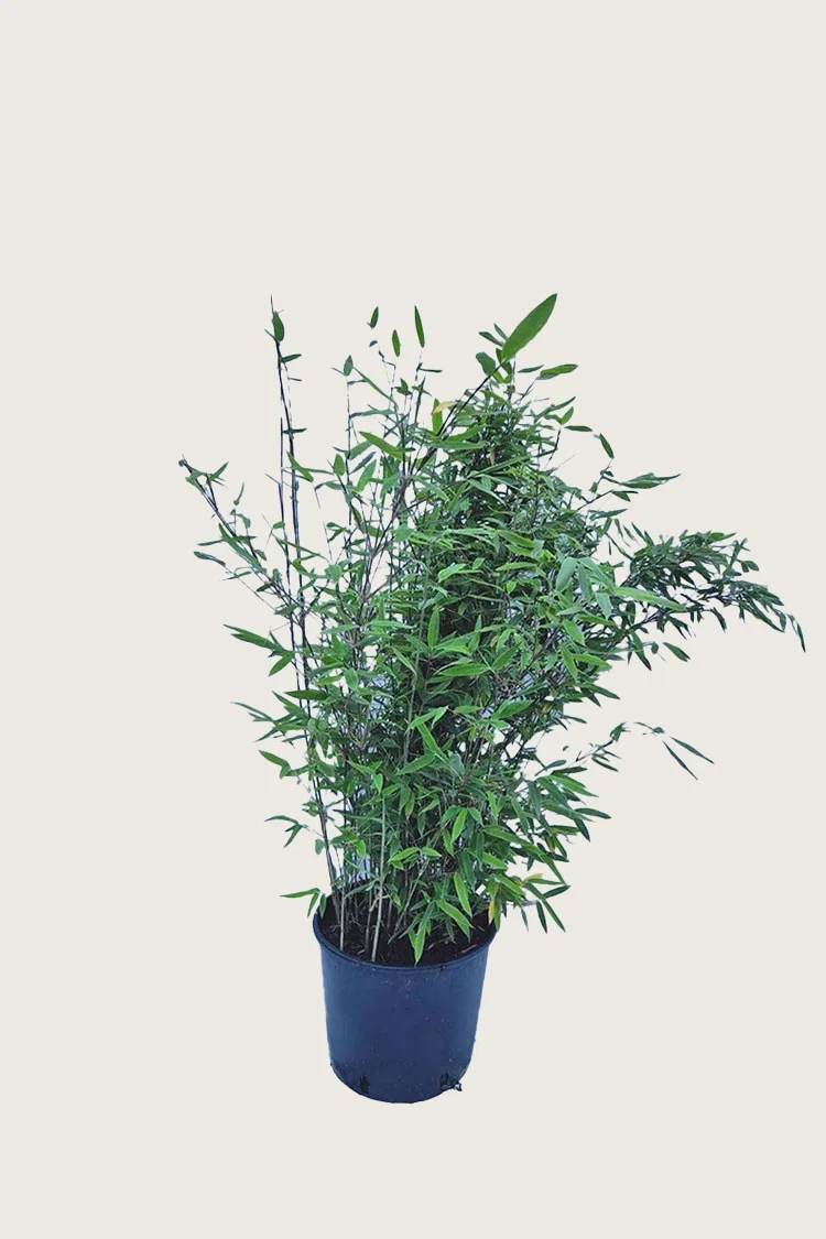 Kiiltoruokobambu Black Pearl 80cm Tuuhea | Plantinavia