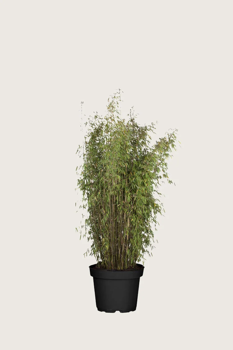 Kiiltoruokobambu Jiuzhaigou 100cm Hyvin tuuhea | Plantinavia