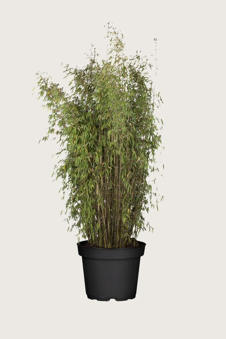 Kiiltoruokobambu Jiuzhaigou 175cm Hyvin tuuhea | Plantinavia