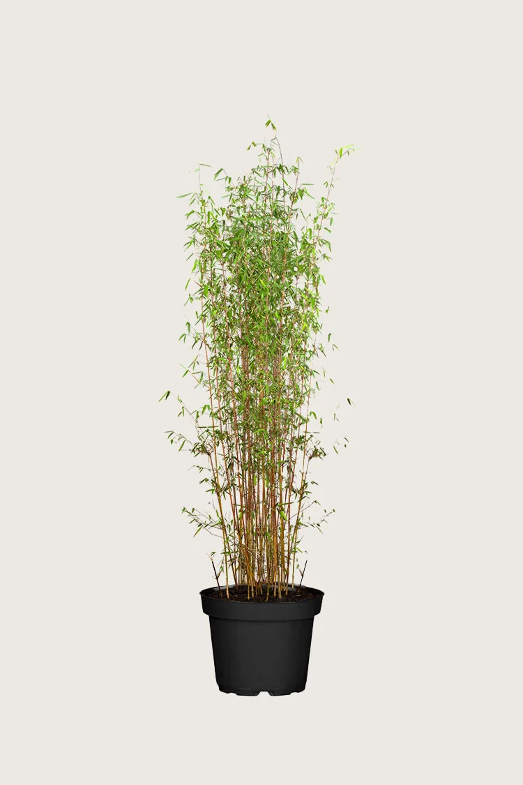 Kiiltoruokobambu Jiuzhaigou 100cm Tuuhea | Plantinavia